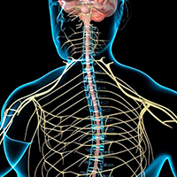 Периферическая нервная система (ПНС): структура, функции, болезни
